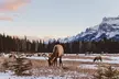 Canmore: Wilderness & Wildlife Tour - 2hr Walk - Second Medium