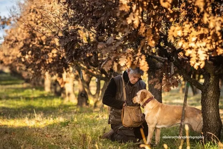 Excursion d'une journée au départ d'Avignon Chasse à la truffe Uzès Pont du Gard et Vin - Primary Image