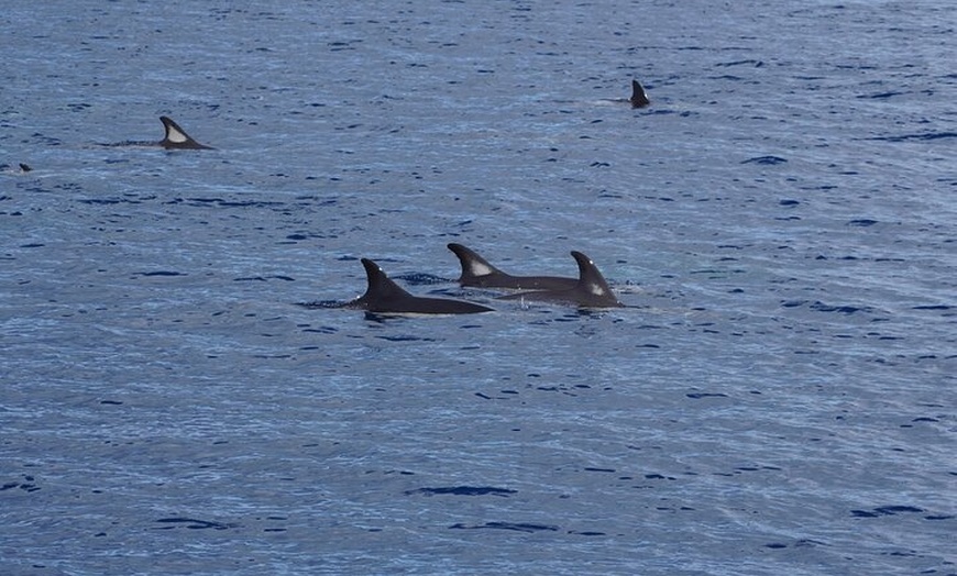 Image 4: Observación de delfines en un pequeño grupo en un barco híbrido sil...