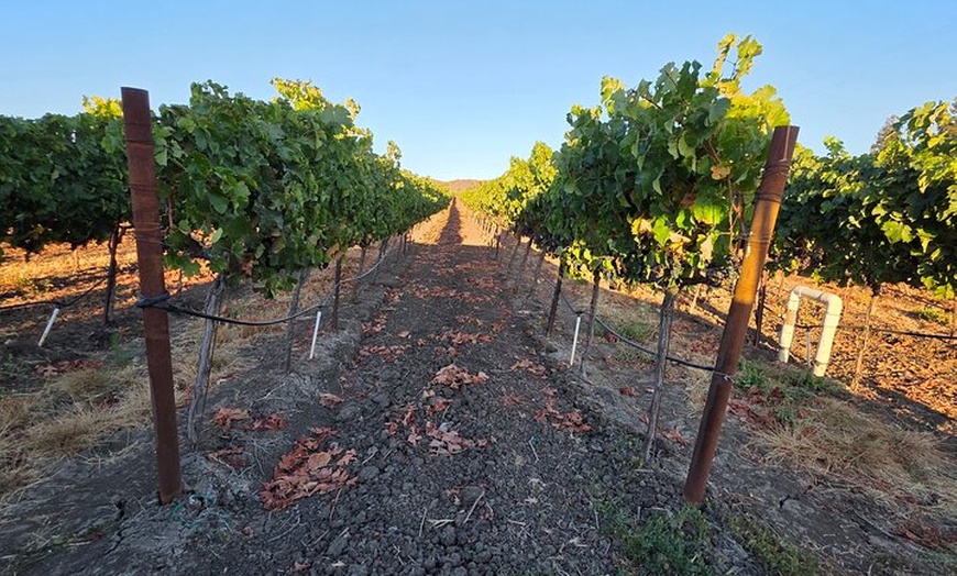 Image 8: Exclusive Private Custom Napa Valley Wine Tour in a Fun Van