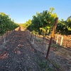 Image 8: Exclusive Private Custom Napa Valley Wine Tour in a Fun Van