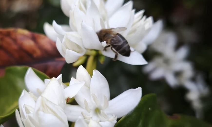 Image 7: Explora el Café de Gran Canaria en Finca Los Castaños
