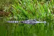 Alligator River Refuge at Buffalo City - Image 2