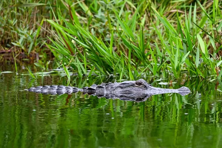 Alligator River Refuge at Buffalo City