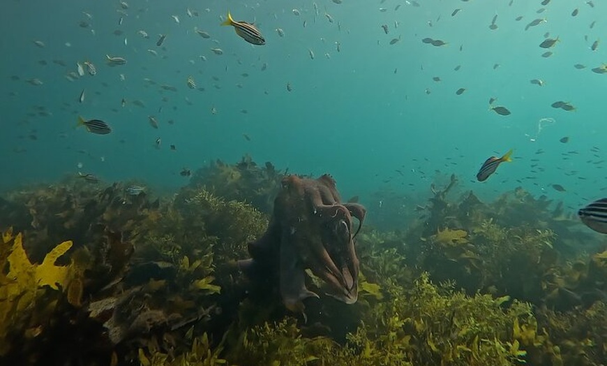 Image 5: Open Group Snorkelling Experience
