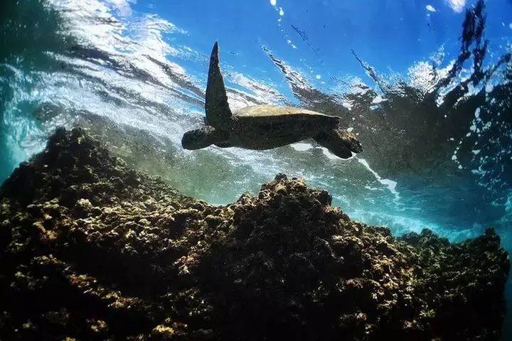 Full Day Oahu Circle Island -Turtle Beach Snorkel at North Shore