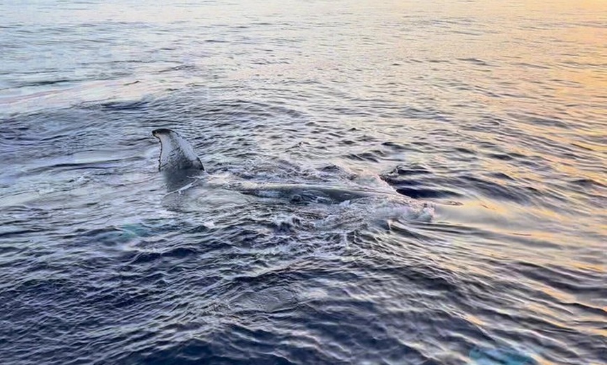 Image 8: Maui Whale Watching: 2-Hour Small Group Raft Tour from Lahaina