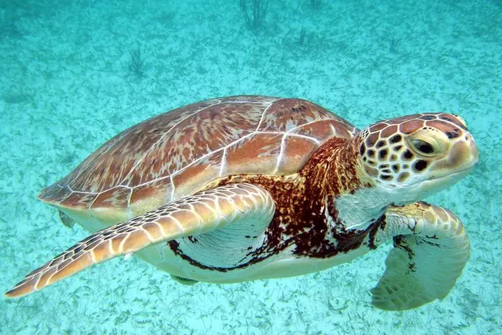 Akumal Turtles, Snorkel Tour from Cancun or Riviera Maya - Second Medium