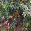 Image 9: Explora el Café de Gran Canaria en Finca Los Castaños