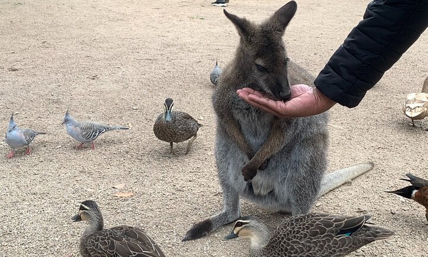 Image 6: Phillip Island Private Tour Penguins Wildlife and Scenic Views