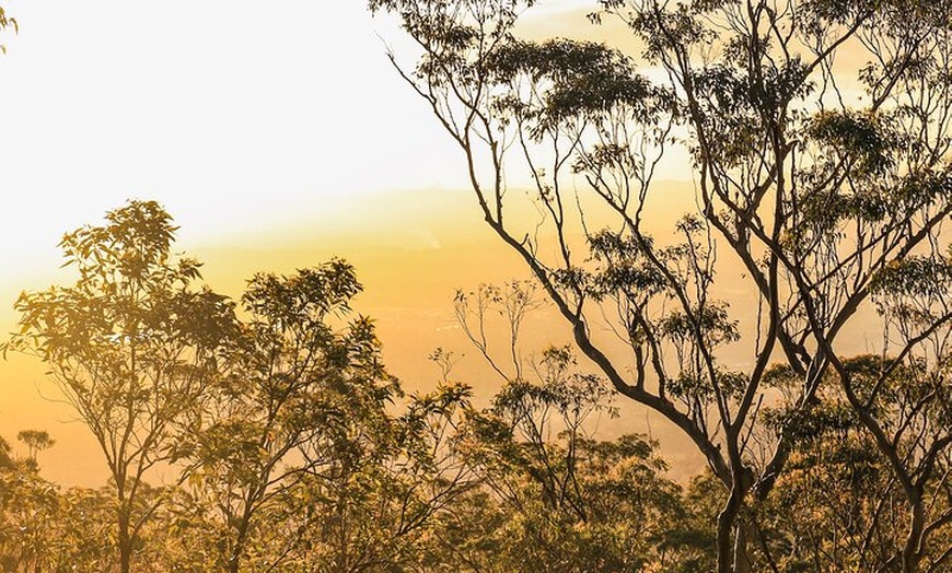 Image 3: Tamborine Mountain Winery and Glow Worm Caves Tour