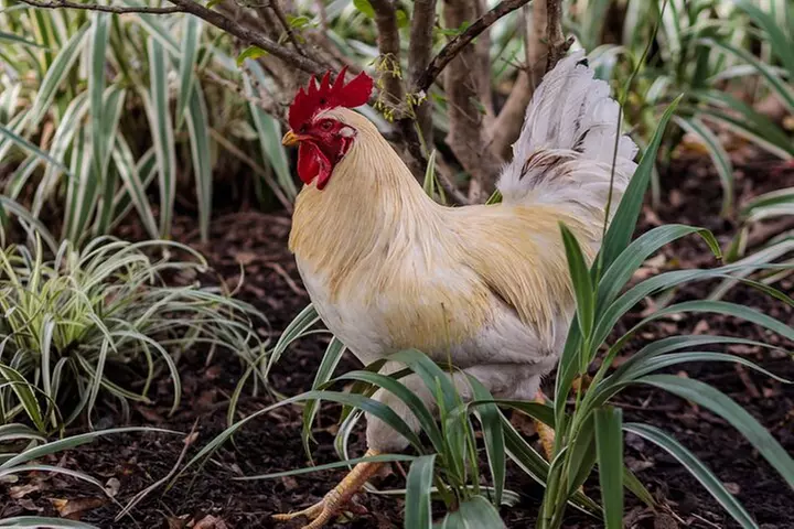 Miami: Little Havana Food and Culture Walking Tour