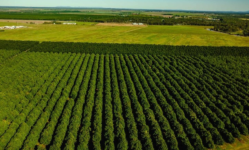 Image 7: Macadamias Australia Orchard Tour in Bundaberg