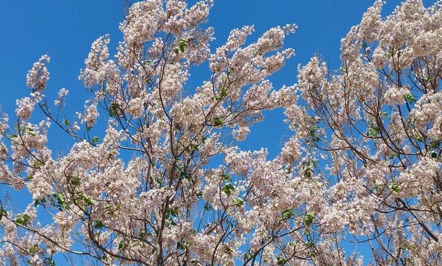 Image 12: Tour en bicicleta alrededor de Alicante