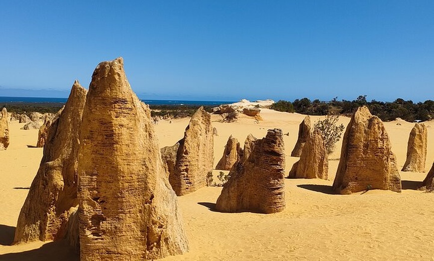 Image 7: Pinnacles+Lancelin Sand Dune Impression Day Tour from Perth