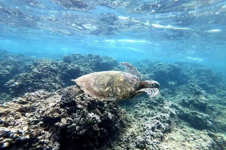 Full Day Oahu Circle Island -Turtle Beach Snorkel at North Shore