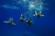 Wailea Wildlife Tour with Snorkeling - Second Medium