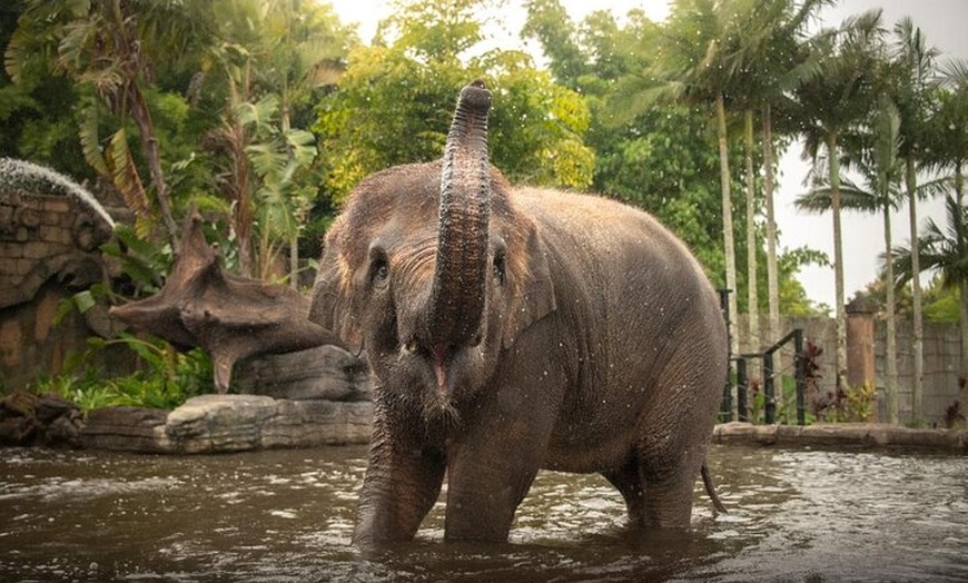 Image 1: Australia Zoo Private Group Tour from Brisbane