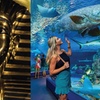 Image 1: Tomb of the Pharaohs and Cairns Aquarium Combo