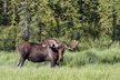 Denali Photo Excursion - Second Medium