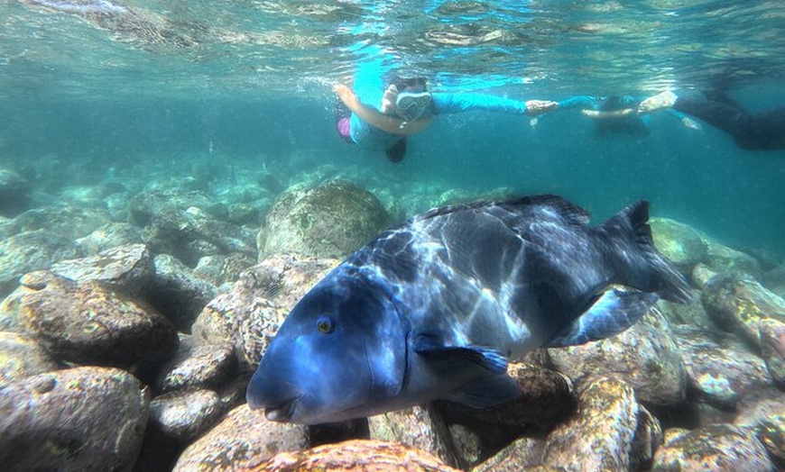Image 4: Open Group Snorkelling Experience
