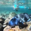 Image 4: Open Group Snorkelling Experience