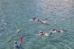 San Juan Snorkel with Manatees and Turtles with Free Rum - Second Medium