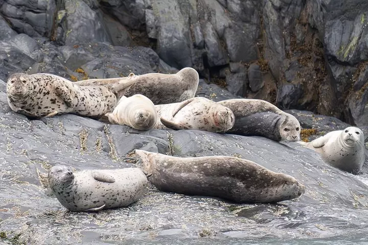 Prince William Sound 26 Glacier Cruise, Self-Drive