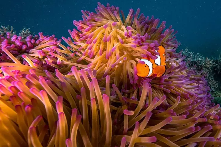 Half Day Morning Adventure - Fitzroy Island Return Ferry Included - Image 6