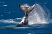 Humpback Whale Watch Tour - Image 2
