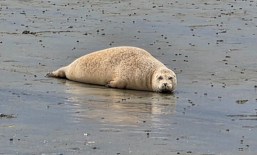Image 2: Hayling Island Scenic Boat Tours Wildlife and Coastline Adventure