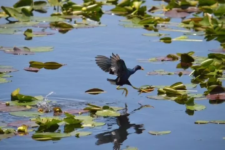 60 min Small Group Everglades Airboat Ride in Miami