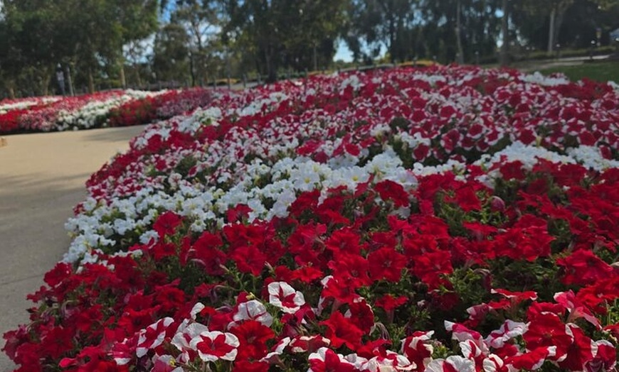 Image 8: Half Day Adelaide City Highlights Mt Lofty & Hahndorf Tour Join Us ...