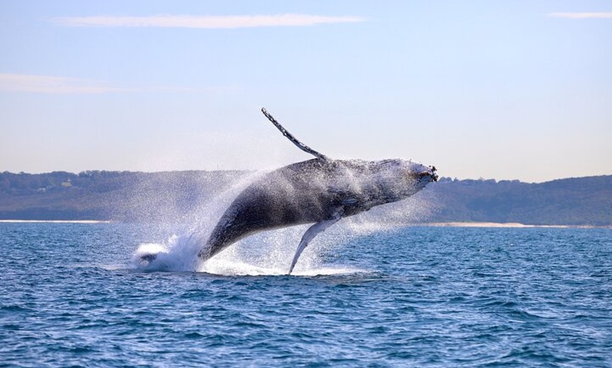Image 13: Humpback Whale Encounter Tour from Newcastle