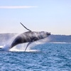 Image 13: Humpback Whale Encounter Tour from Newcastle