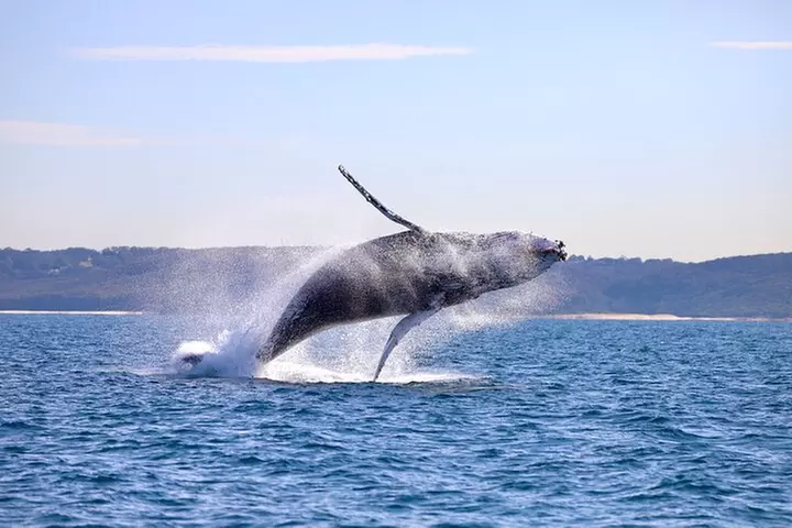 Humpback Whale Encounter Tour from Newcastle