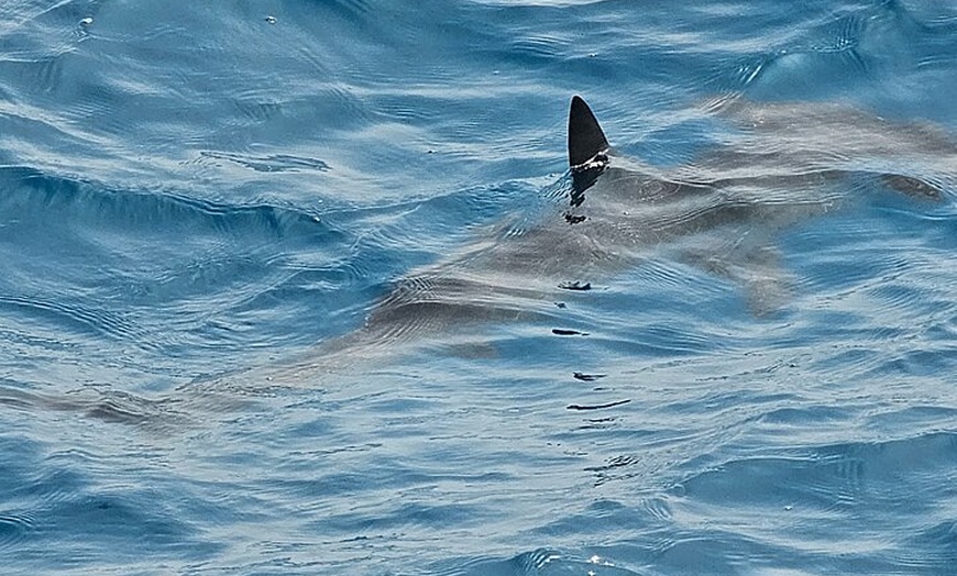 Image 13: Crucero privado por la noche de 3 horas