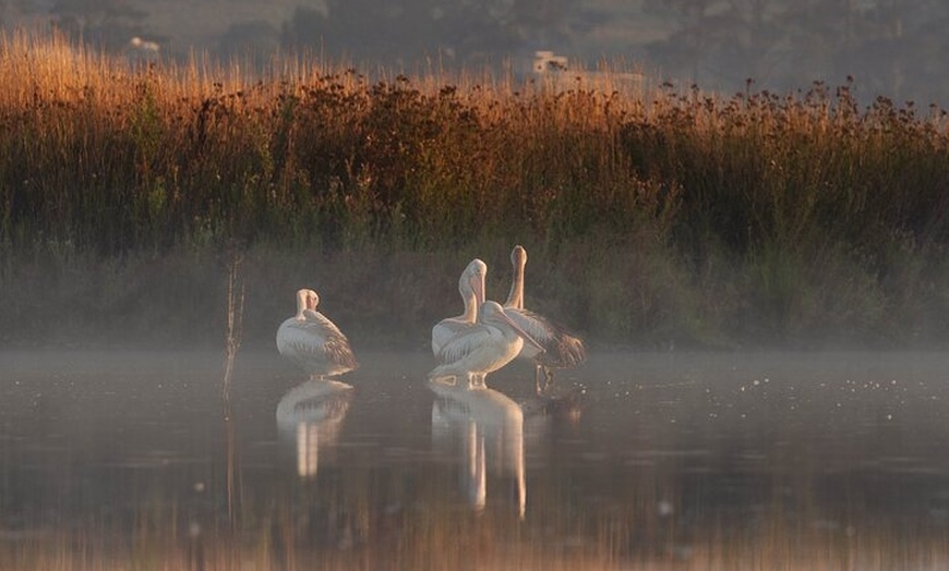 Image 3: Bird watching and photography around Bathurst, Australia