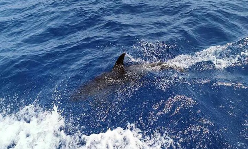 Image 13: Safari marino Delfines en su hábitat natural