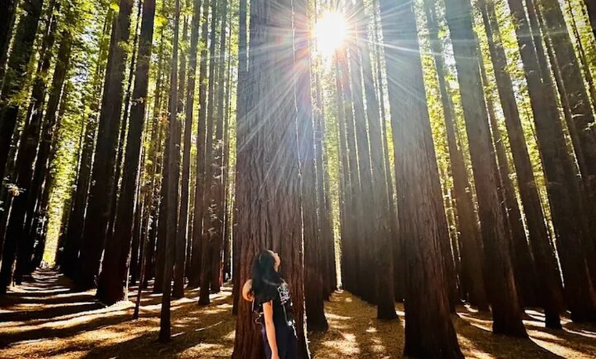 Image 4: Yarra Valley Small Group | Redwoods, Wildlife, Winery & Chocolate