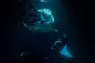 Manta Ray Snorkel Experience - Second Medium