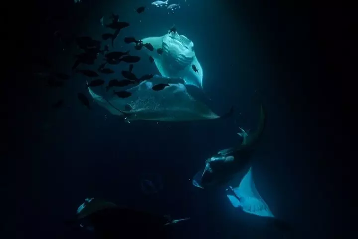 Manta Ray Snorkel Experience