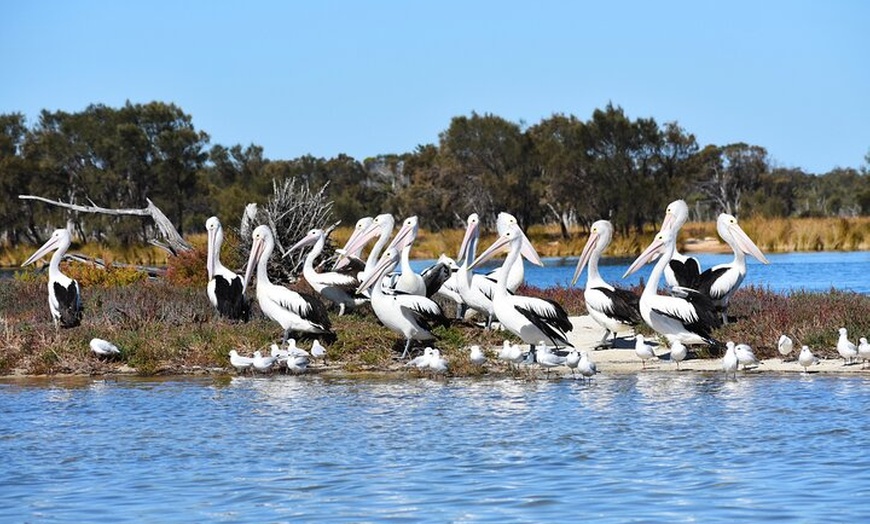 Image 12: Murray River Lunch Cruise