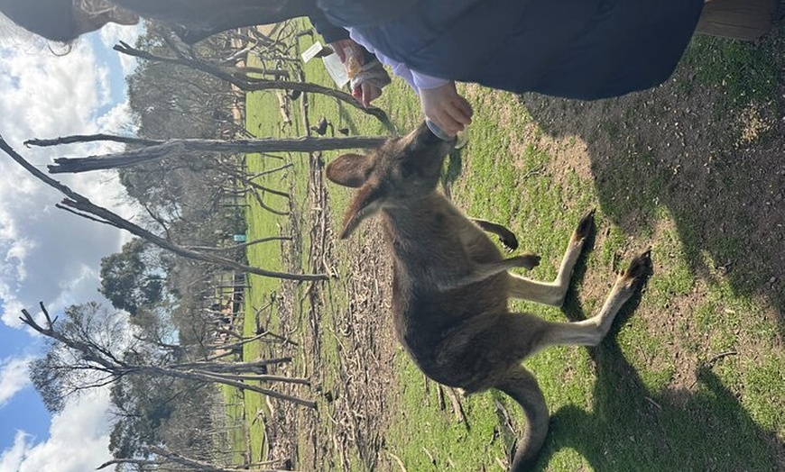 Image 5: Phillip Island and Moonlit Sanctuary Premium Day Tour Small group