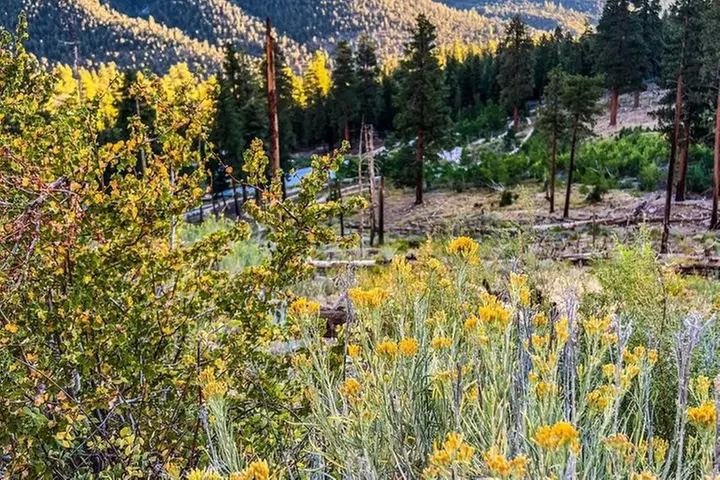 Mount Charleston Tour from Las Vegas