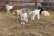 Become a Ranch Hand for a Day in Fredericksburg - Second Medium