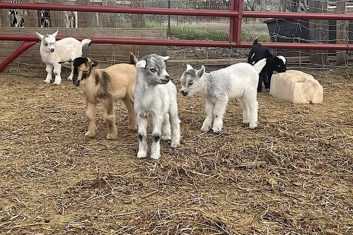 Become a Ranch Hand for a Day in Fredericksburg