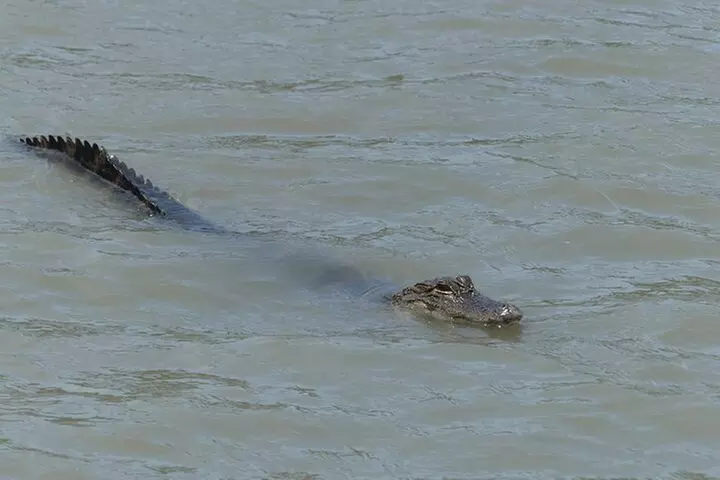 90-Minute Private Dolphin Tour in Hilton Head Island