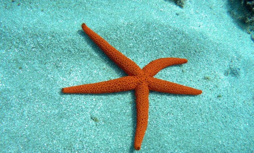 Image 13: Tour Familiar en Kayak y Snorkel en San Jose Cabo de Gata
