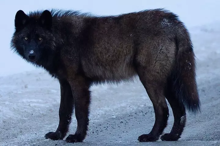 Yellowstone PRIVATE Winter SAFARI and Wolf Watching
